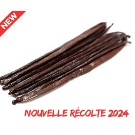 gousses de vanille Kely 2024