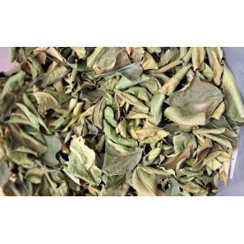 Kaffir Leaves from Madagascar