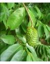 feuilles de corossol graviola