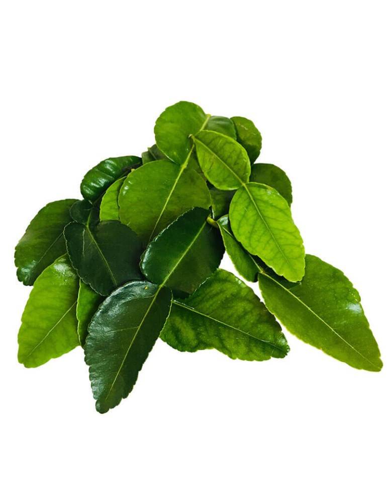 Kaffir Leaves from Madagascar Kaffir Leaves from Madagascar