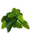 feuilles de kaffir sambavanilla