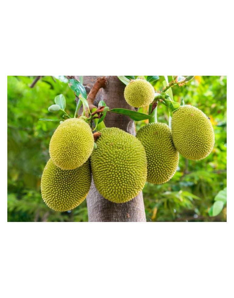 jackfruit