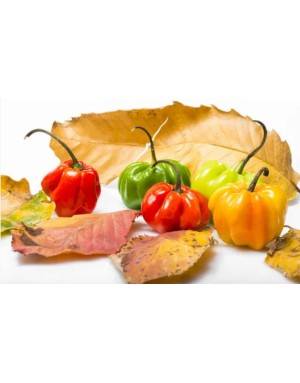 Whole Majungais peppers