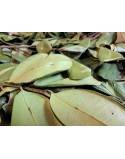 Dried leaves of Indian wood