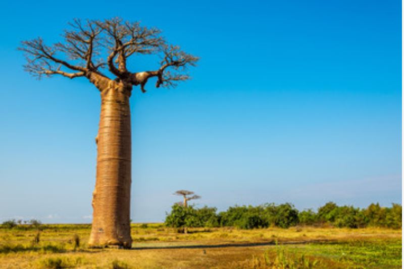 Feuilles et Poudres - Baobab Des Saveurs