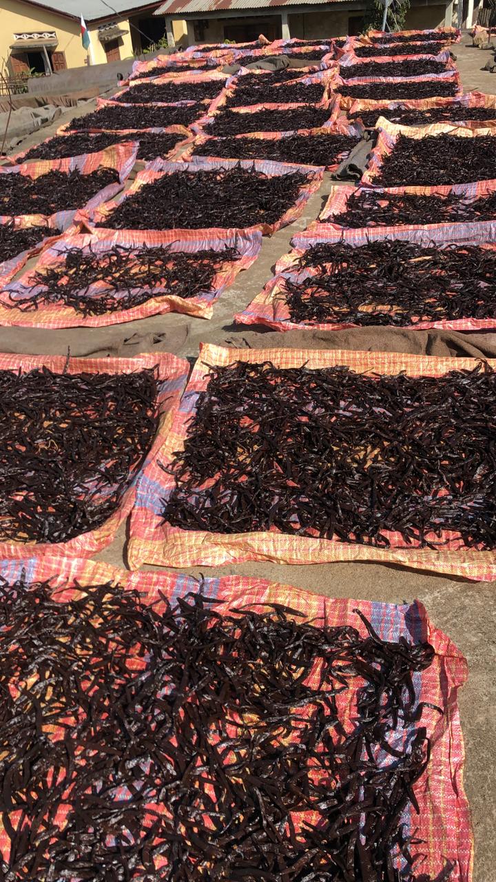 Vanilla sun drying