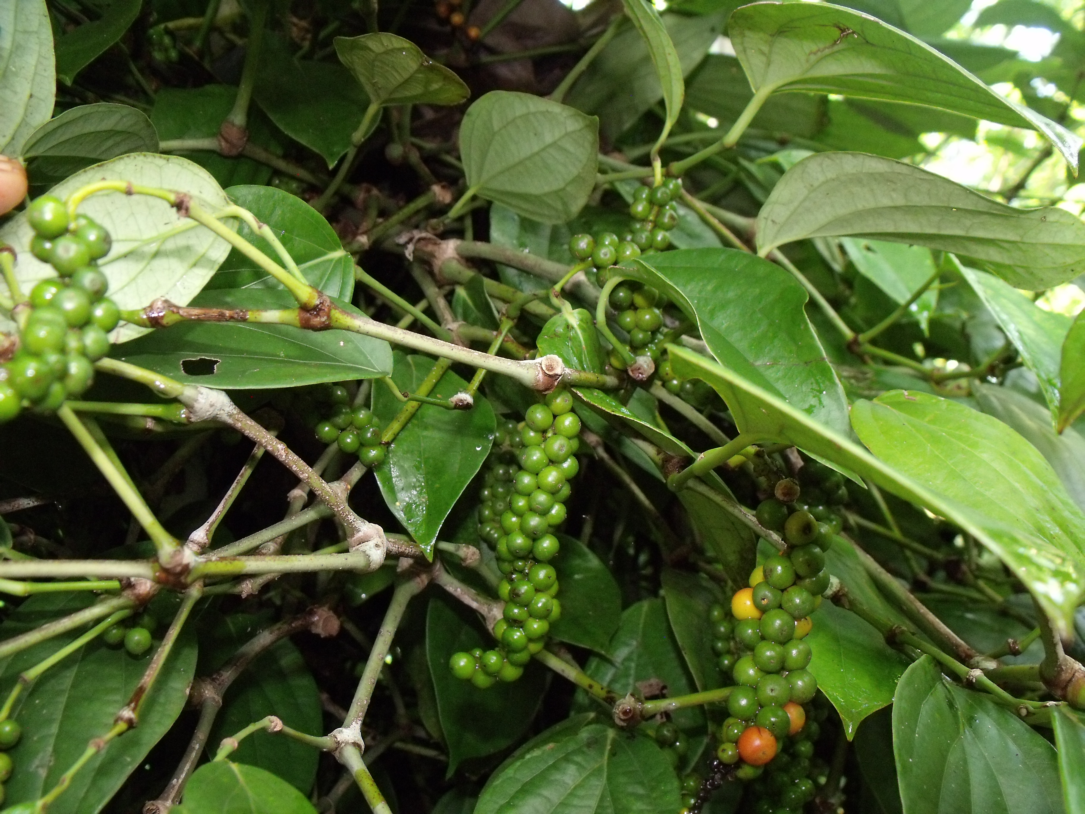 green pepper corn