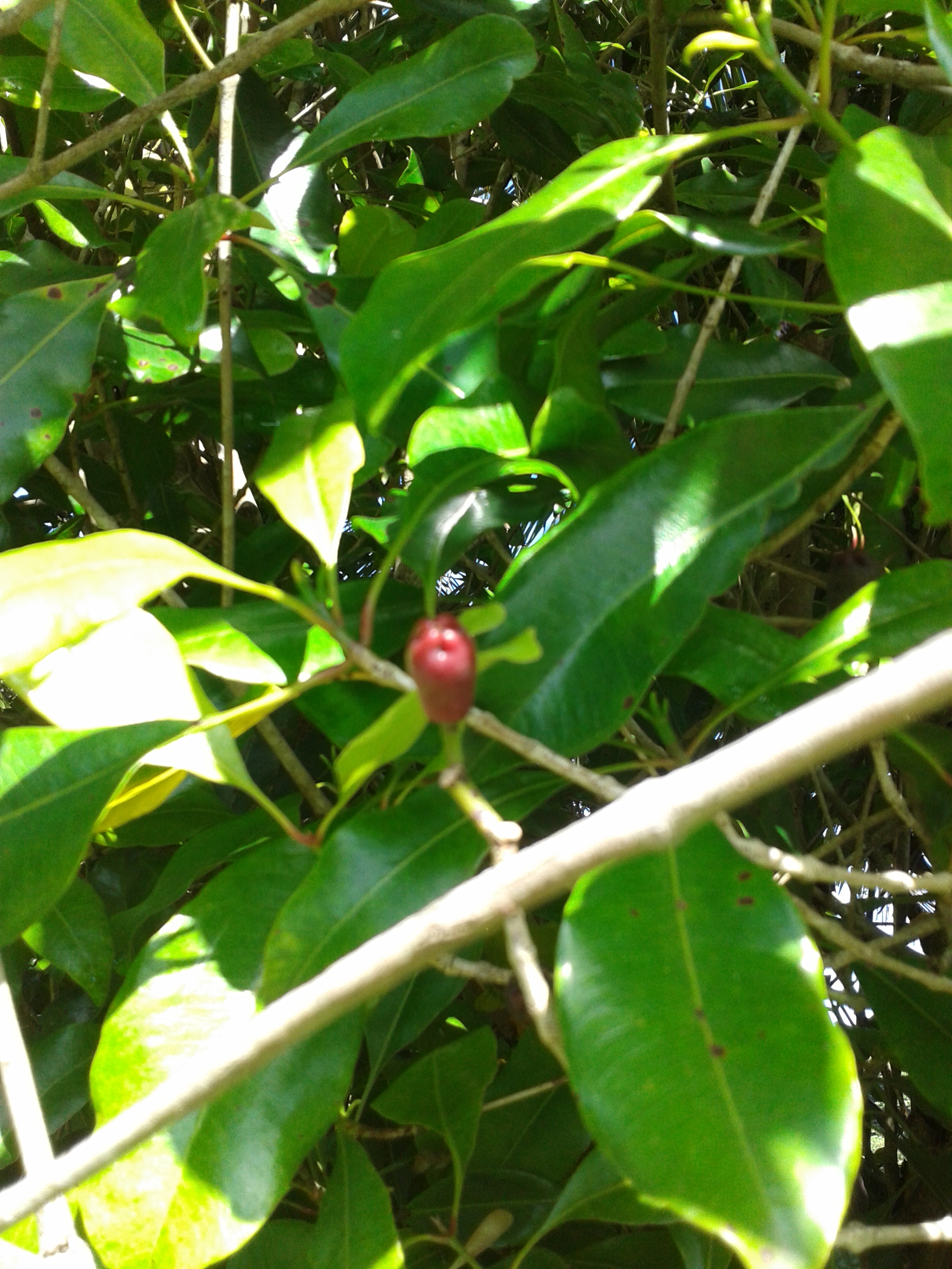 clove flower