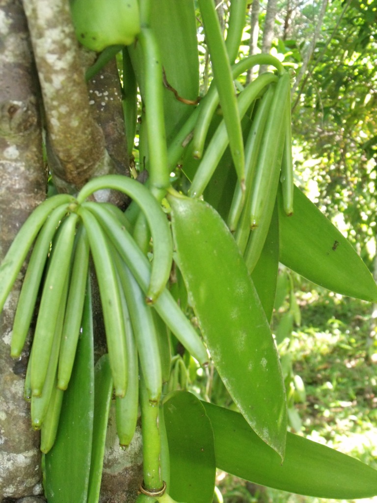 vanille Kely de Madagascar