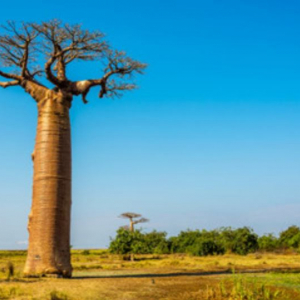 The nutritional properties of Baobab pulp