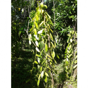 The method of artisanal preparation of vanilla - from field to plate